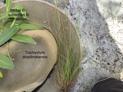 Trachystylis stradbrokensis