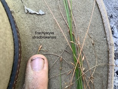 Trachystylis stradbrokensis