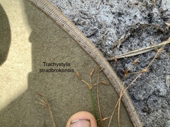 Trachystylis stradbrokensis