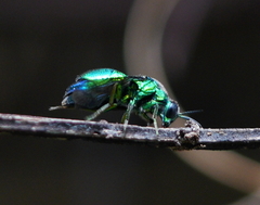 Stilbum cyanurum