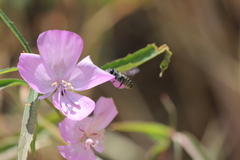 Clarkia bottae