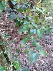 Metrosideros fulgens