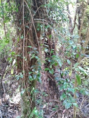 Metrosideros fulgens