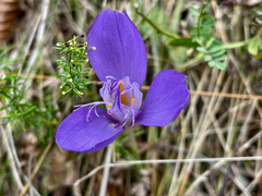 Crocus banaticus