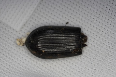 Pharochilus rugiceps