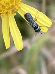 Ceratina cyanea