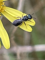 Ceratina cyanea