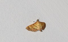 Orphanostigma abruptalis