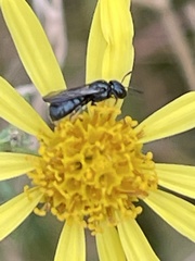 Ceratina cyanea