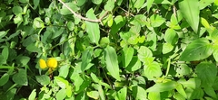 Commelineae