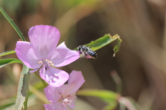 Clarkia bottae