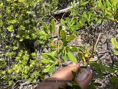 Shonia tristigma