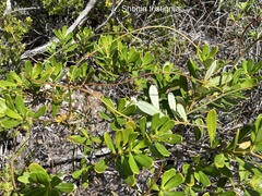 Shonia tristigma