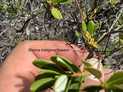 Shonia tristigma