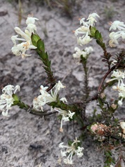 Pimelea phylicoides