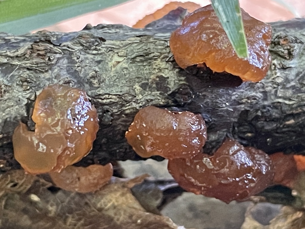 Exidia uvapassa