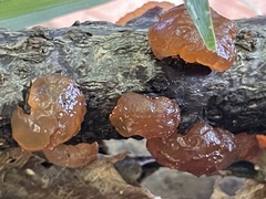 Exidia uvapassa