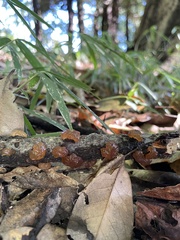 Exidia uvapassa