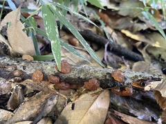 Exidia uvapassa