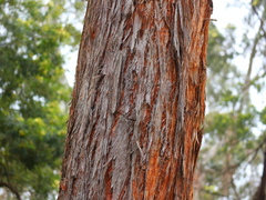 Eucalyptus macrorhyncha