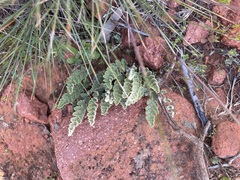 Cheilanthes lasiophylla