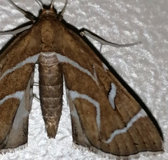 Panotima angularis