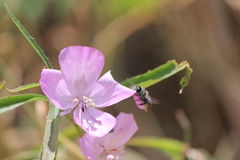 Clarkia bottae