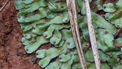 Marchantia inflexa