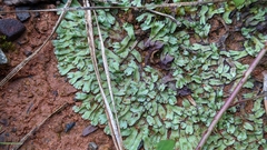 Marchantia inflexa