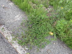 Clematis serratifolia