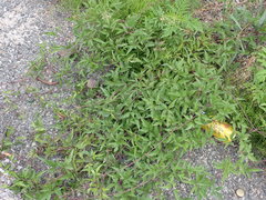 Clematis serratifolia