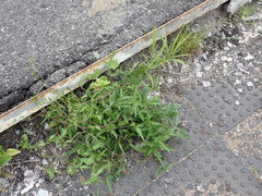 Clematis serratifolia