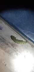 Manduca rustica
