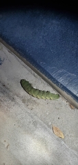 Manduca rustica