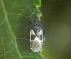 Oxycarenus luctuosus
