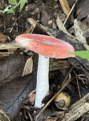 Russula