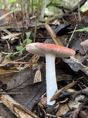 Russula
