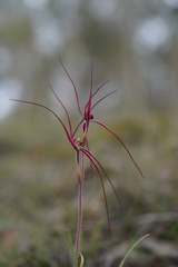 Caladenia filamentosa