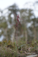 Caladenia filamentosa