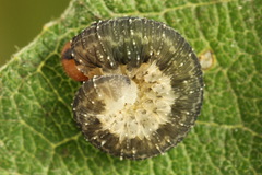 Empria immersa