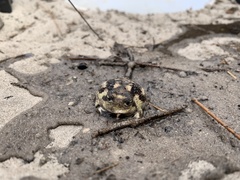 Breviceps namaquensis