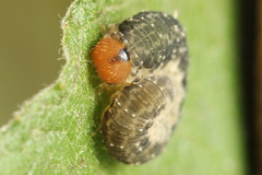 Empria immersa