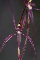 Caladenia filamentosa