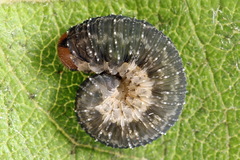 Empria immersa