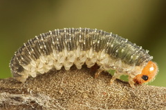 Empria immersa
