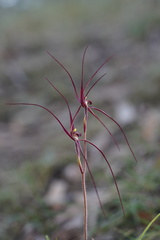 Caladenia filamentosa
