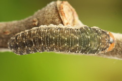 Empria immersa