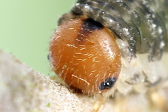 Empria immersa