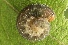 Empria immersa