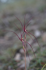 Caladenia filamentosa